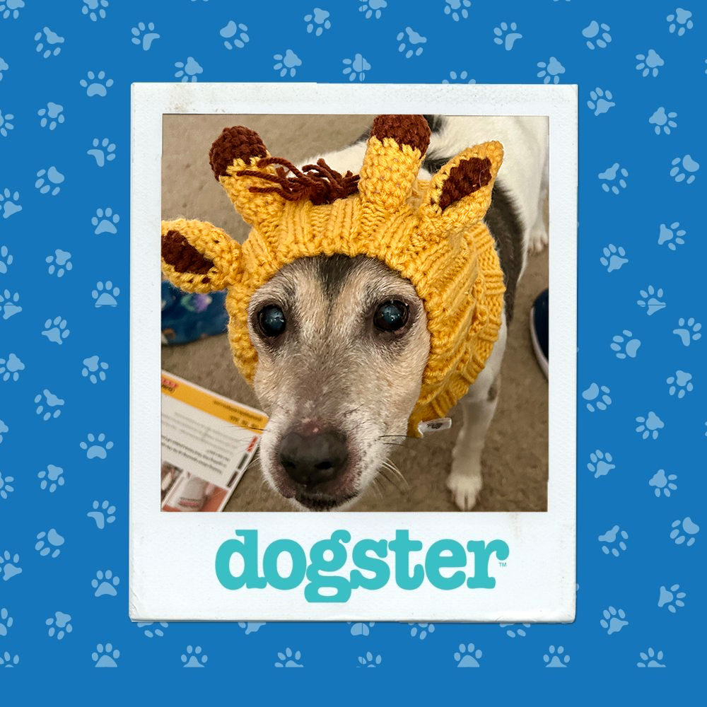 dogster photo contest silliest 4 12 25