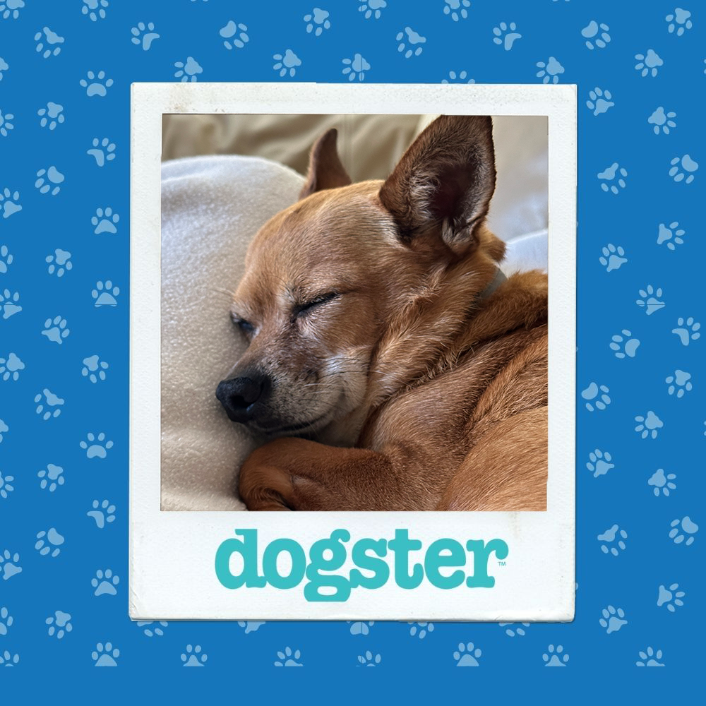 dogster photo contest sleepiest 11 12 25
