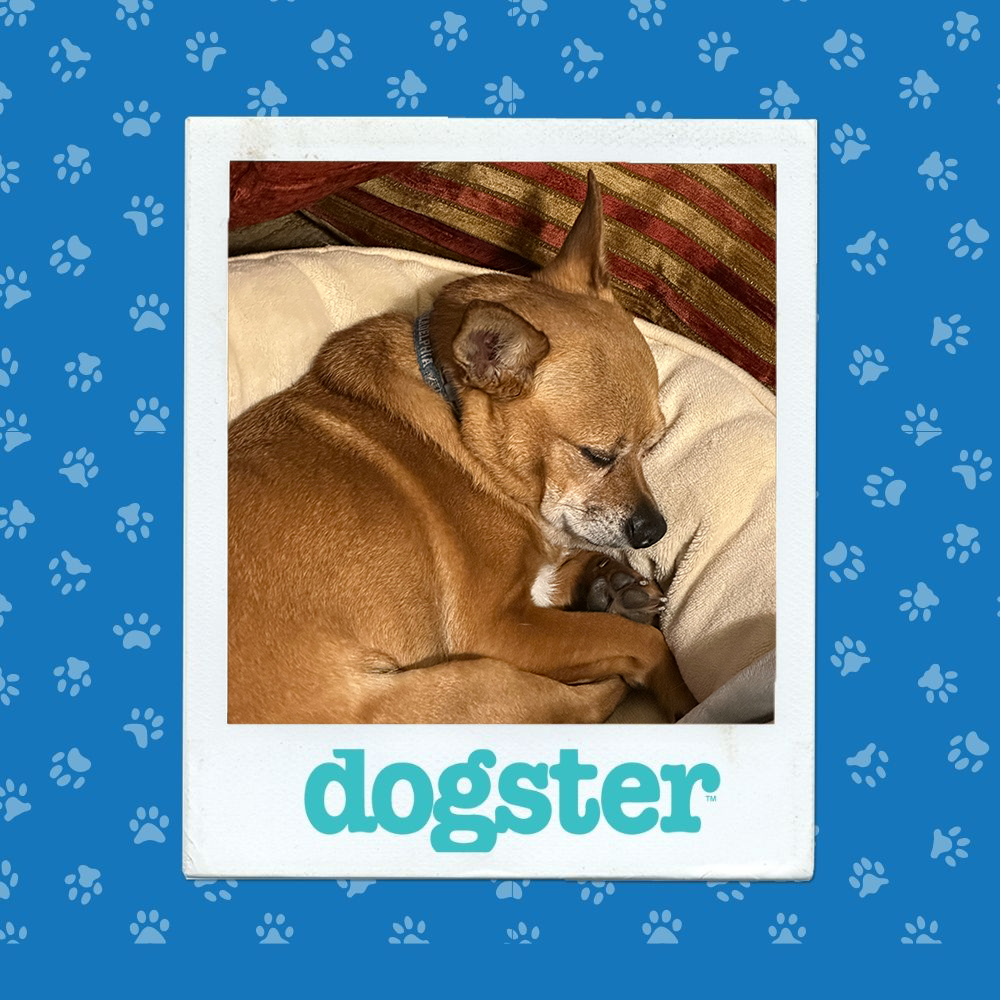 dogster photo contest sleepiest 4 12 25