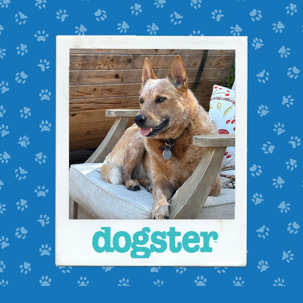 dogster photo contest winner 11 12 25