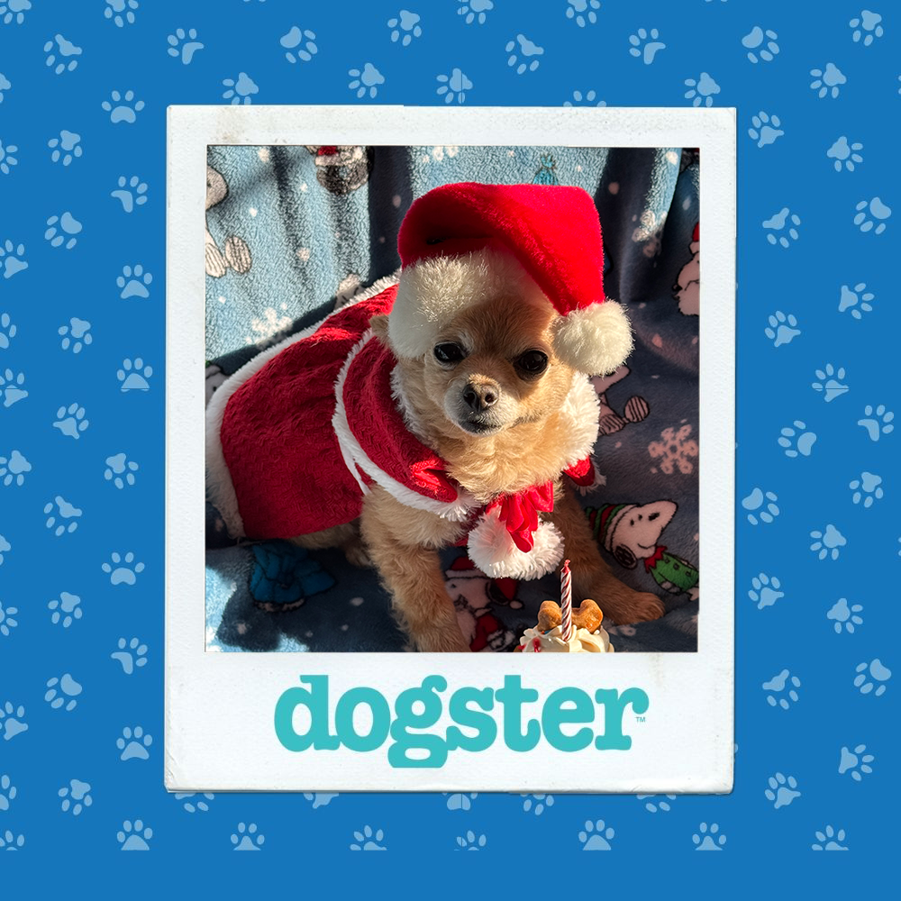 Dogster Photo Contest: Dogs of the Week Winners (December 18, 2025) 4 dogster photo contest winner 17 12 25