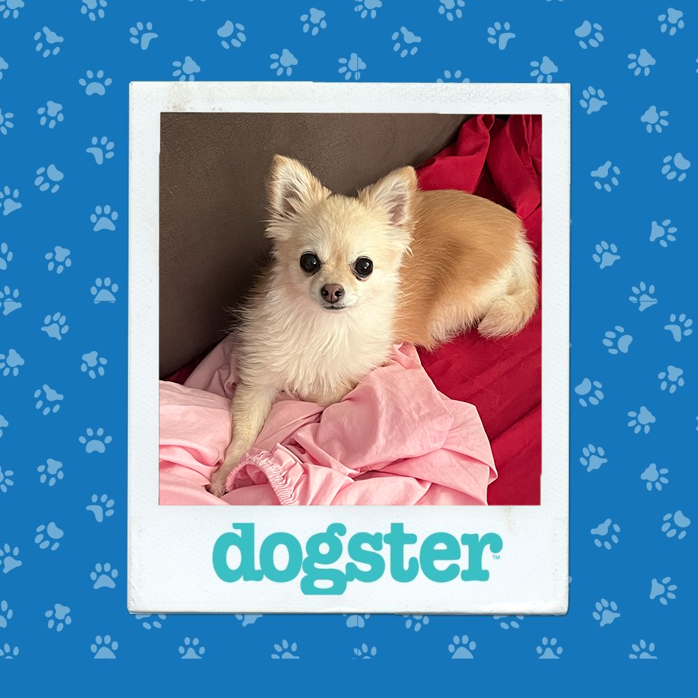 dogster photo contest winner 4 12 25