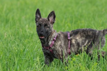 Ultimate Dutch Shepherd Puppy Shopping List: Checklist of 23 Must-Have Items 4 dutch shepherd dog 5308717 1280 350x233 1