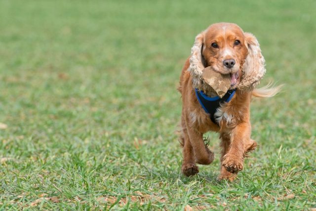 english brown cocker spaniel running you grass background 1 e1757967915900