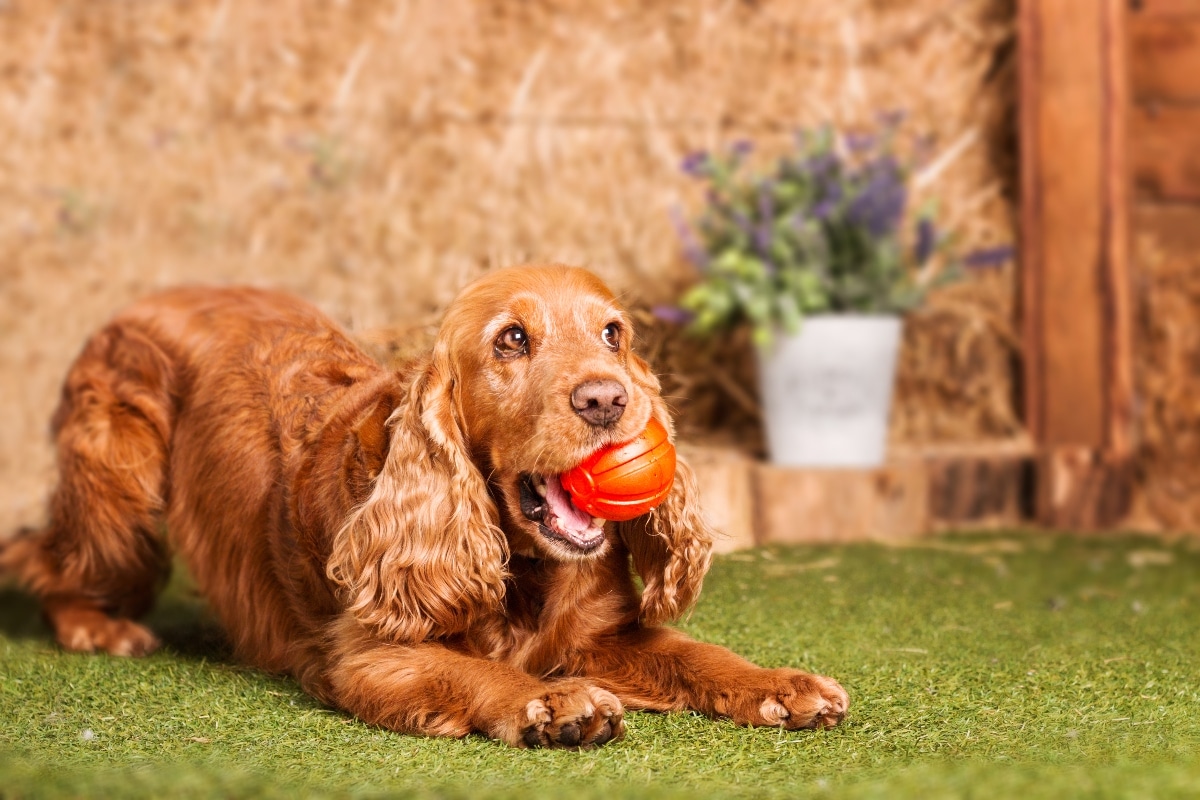 Cocker Spaniel expressing gentle joy and cooperative working charm.