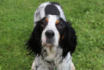 english setter 2820129 640 350x234 1