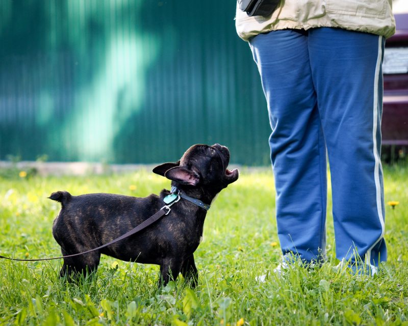 french bulldog barking at a person Irina Kozorog Shutterstock 800x640 1