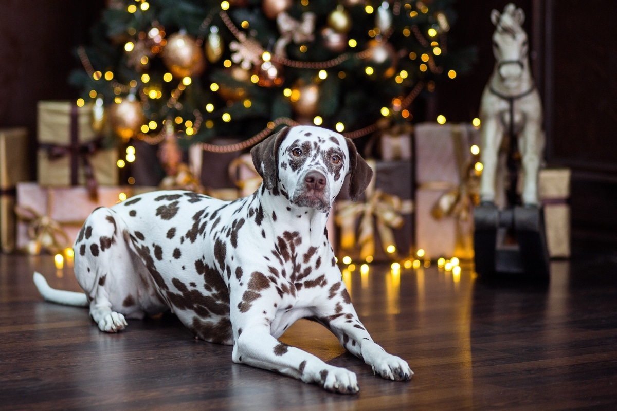 funny christmas new year dog puppy dalmatian lies christmas decorations 1