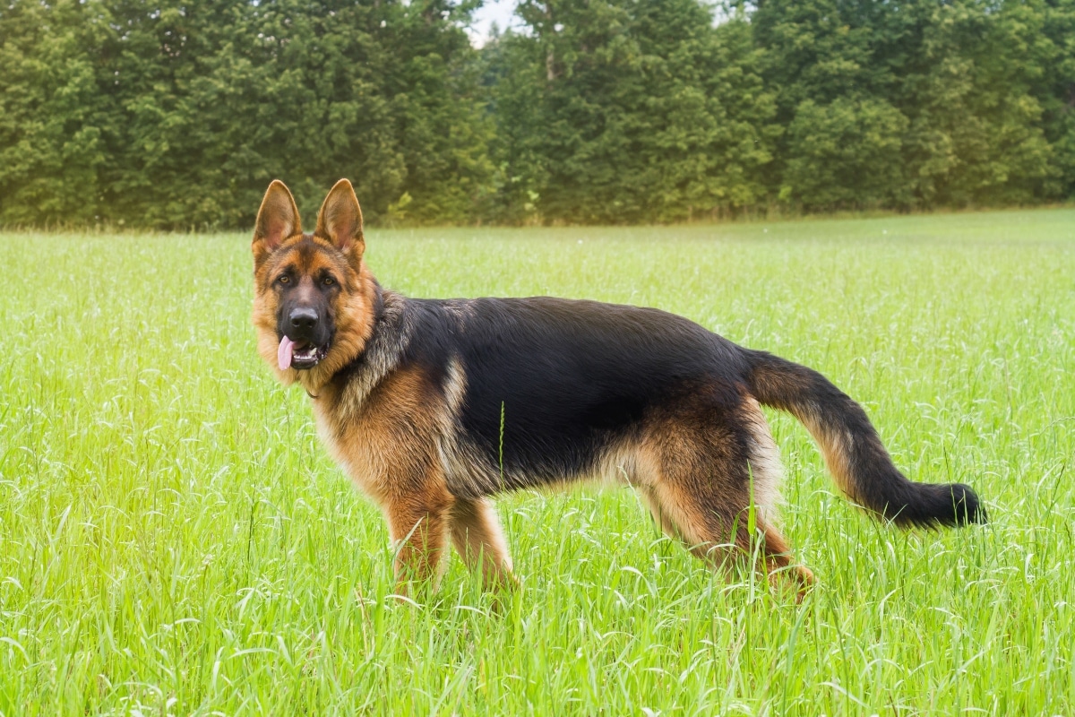 German Shepherd standing proudly with calm confidence and strong posture.