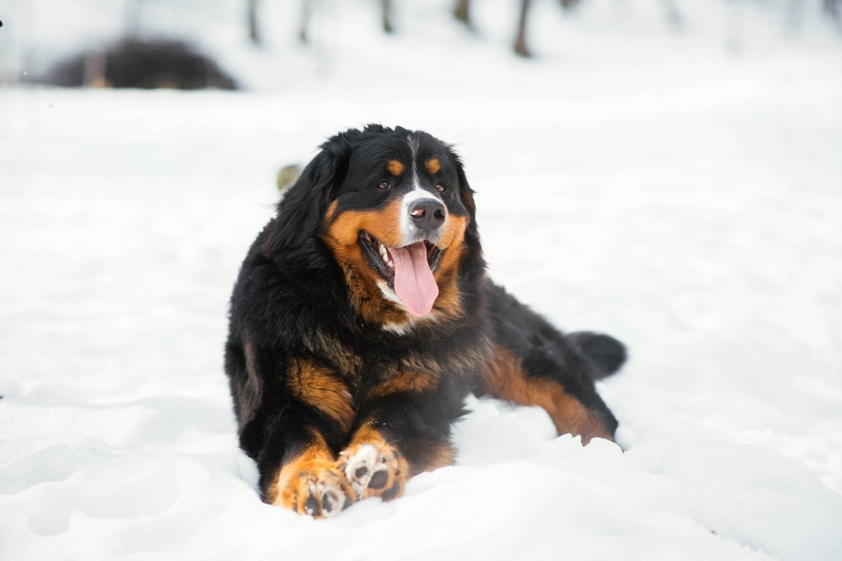 Bernese Mountain Dog looking content and happy in a cold, snowy setting.