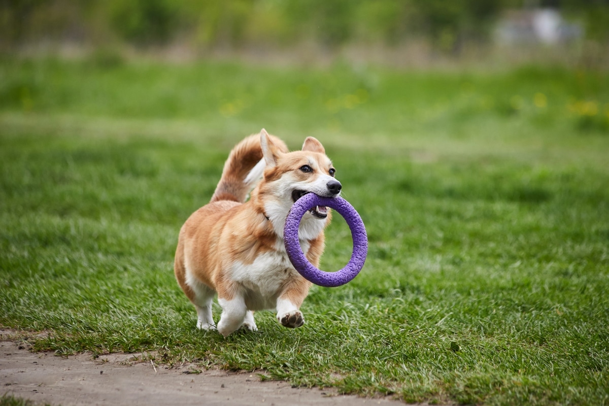 Corgi appears determined and playful while solving a mental puzzle.