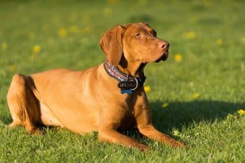 9 Best Vizsla Immunity Supplements 31 hungarian pointer is down resting briefly afternoon training 5 1 350x233 1