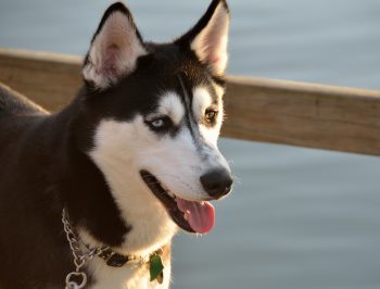 husky 1651984 1280 350x266 1