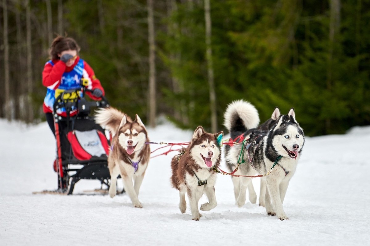 Siberian Husky expressing energetic teamwork and playful determination.