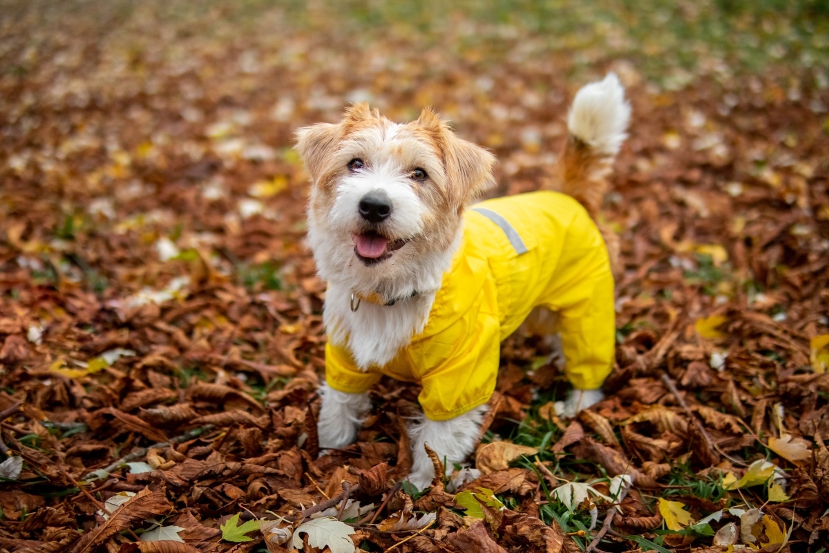 15 Wet Winter Weather Dog Products That Make Your Life Easier 35 jack russell terrier puppy yellow raincoat stands autumn foliage park 1