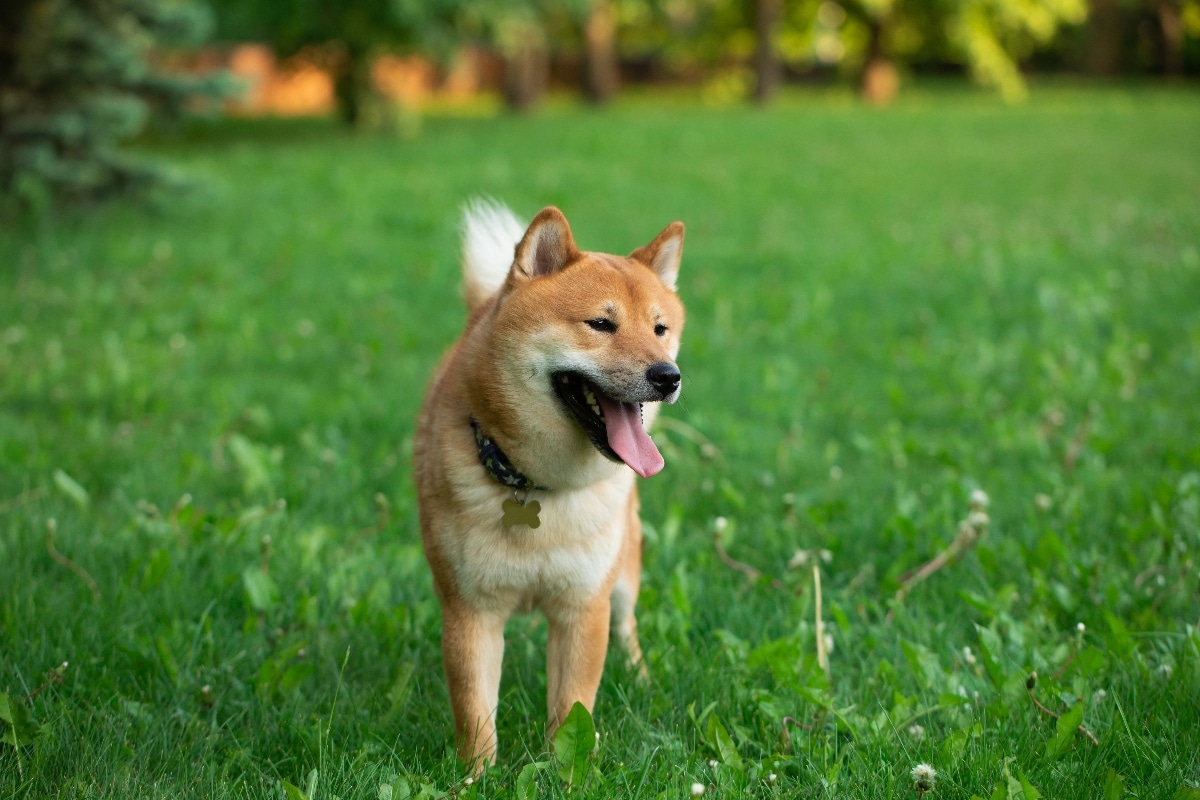 Shiba Inu is showing spirited confidence with an alert and proud posture.