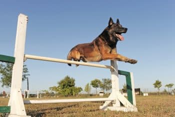 jumping malinois 1 1 350x233 1