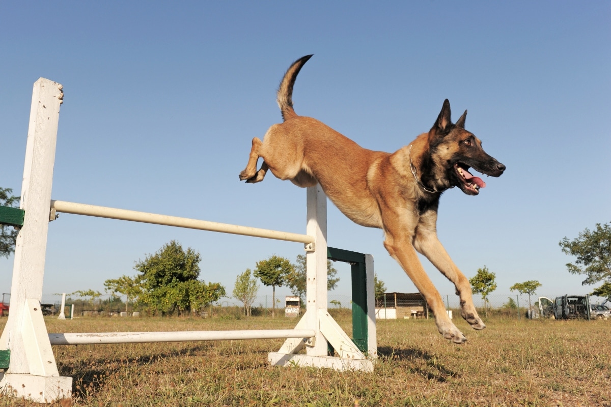 Belgian Malinois displaying sharp focus and enthusiasm during a problem-solving challenge.
