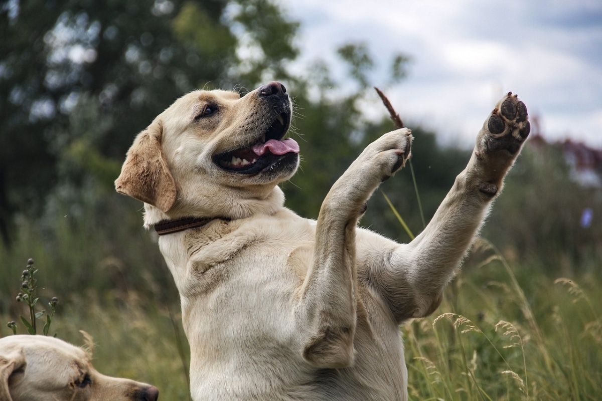 A joyful dog radiating happiness through relaxed posture, bright eyes, and full body excitement.