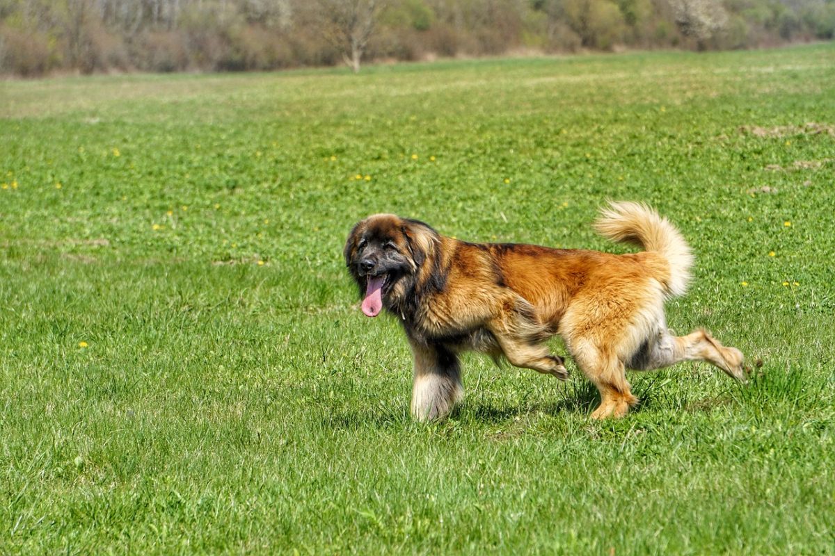 Leonberger is massive, affectionate, and full of playful spirit