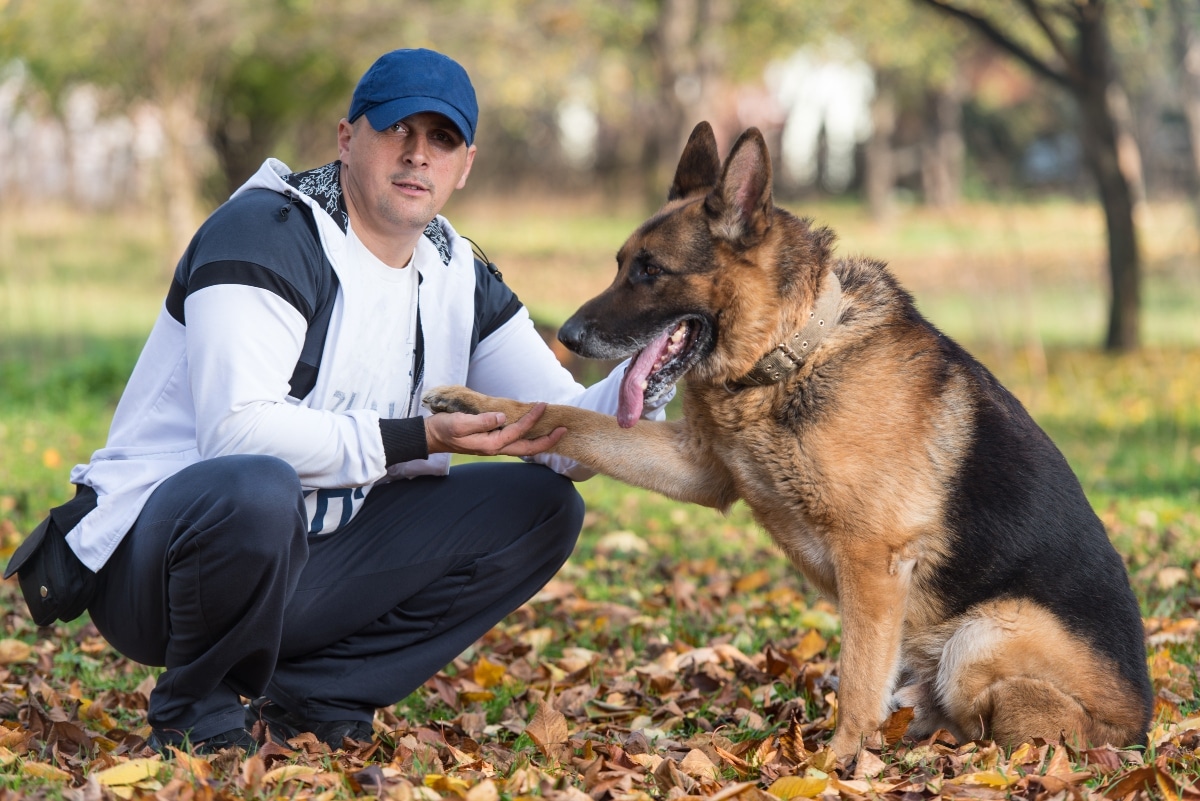 German Shepherd showing determination and concentration during a mentally engaging task.