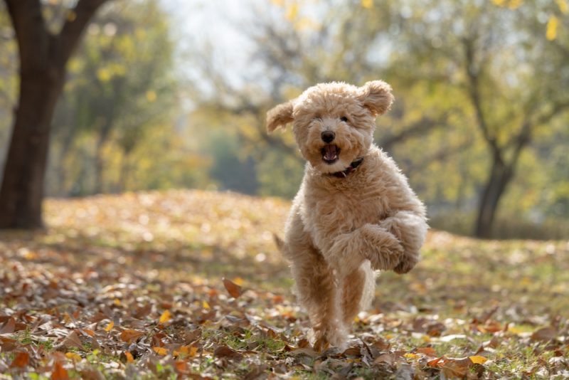 mini goldendoodle puppy dog running outdoors SoySendra Shutterstock 800x534 1