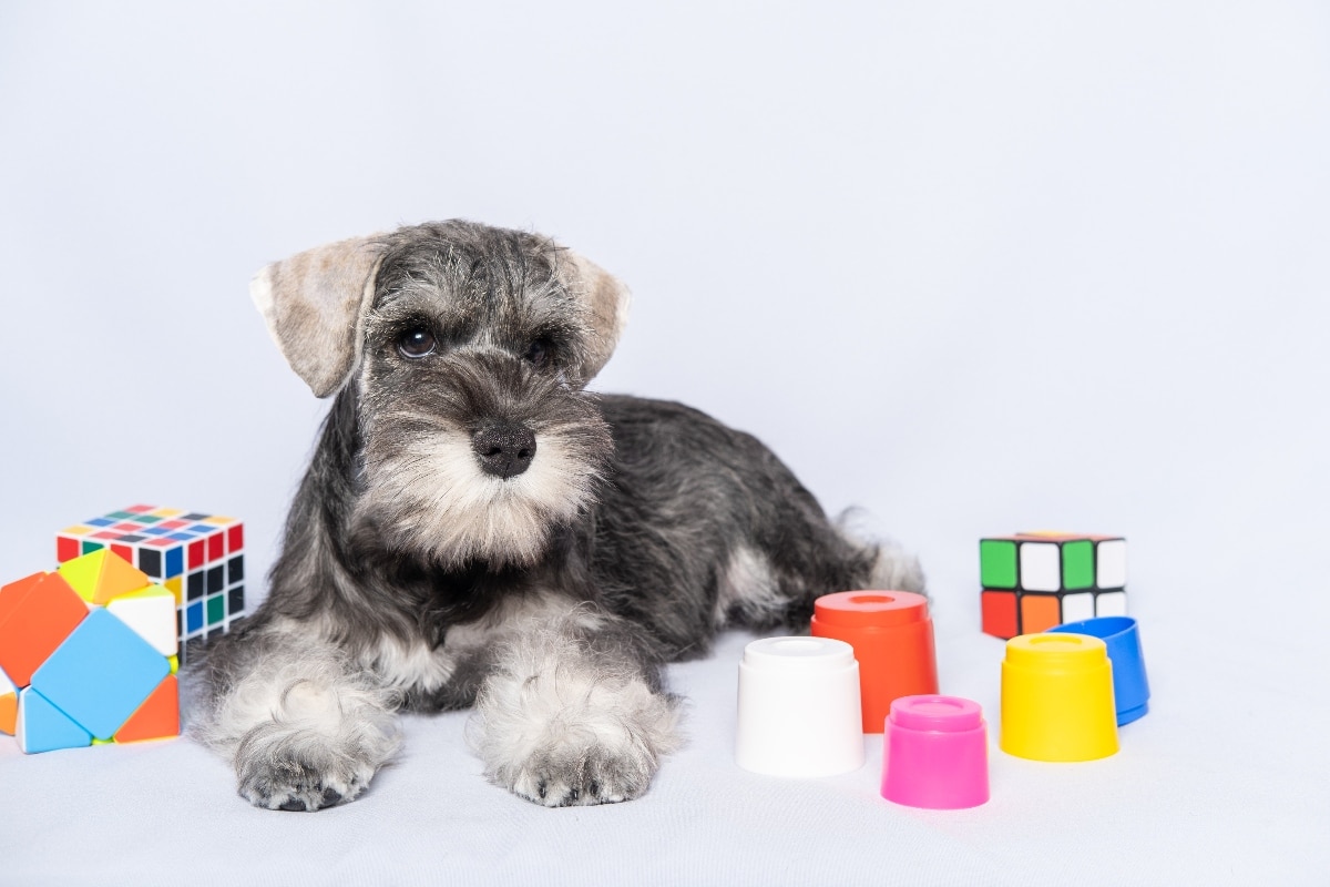Miniature Schnauzer appears focused and curious during a thinking game.