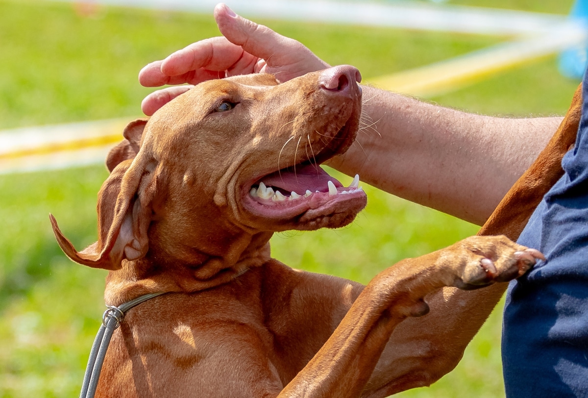 Vizsla energetic, affectionate, and glowing with playful excitement