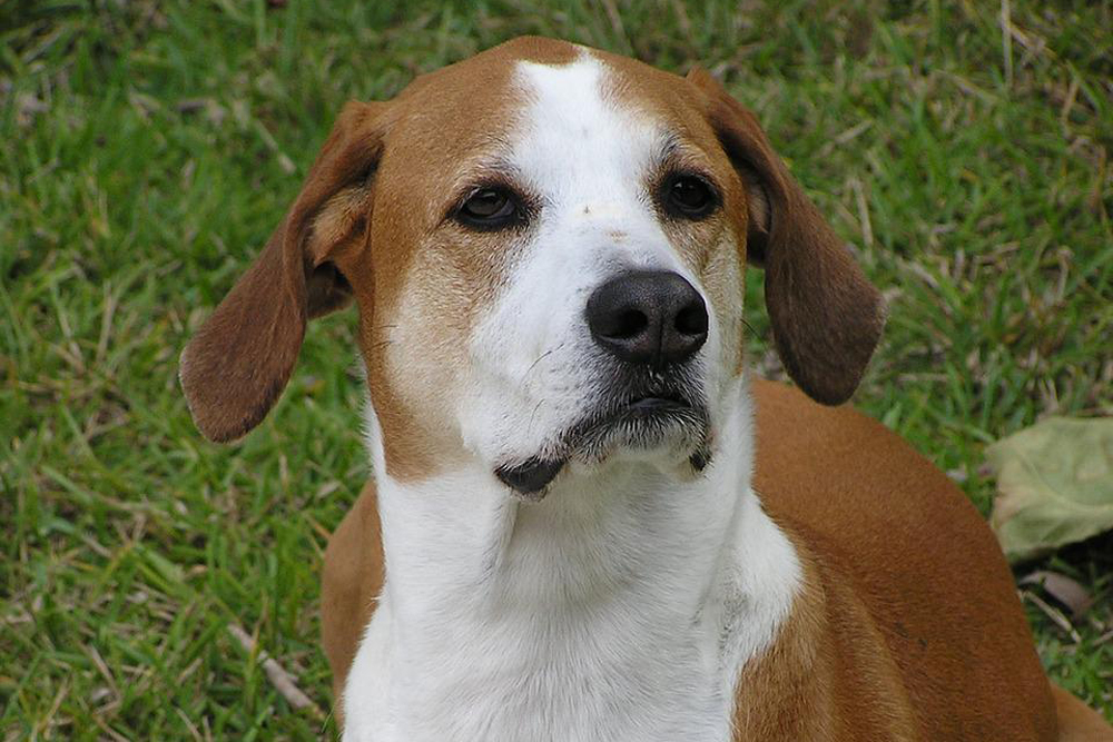 Flea & Tick Prevention for Mutts: A Safe & Effective 4 Step Plan 4 mutt 2