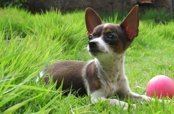 mutt 7519290 1280 350x229 1