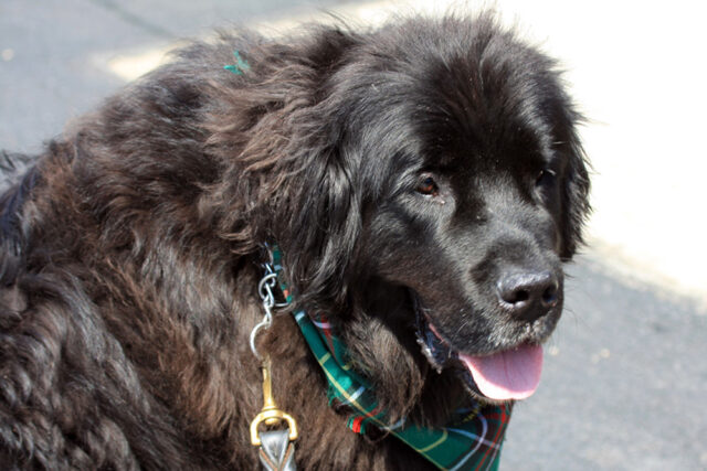 newfoundland 1 e1724819027831