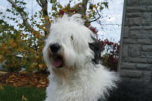 old english sheepdog 2 350x233 1