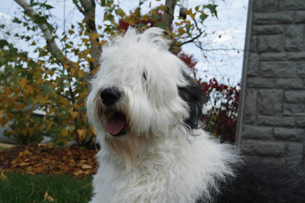 Flea & Tick Prevention for Old English Sheepdogs: A Safe & Effective 4 Step Plan 4 old english sheepdog 2
