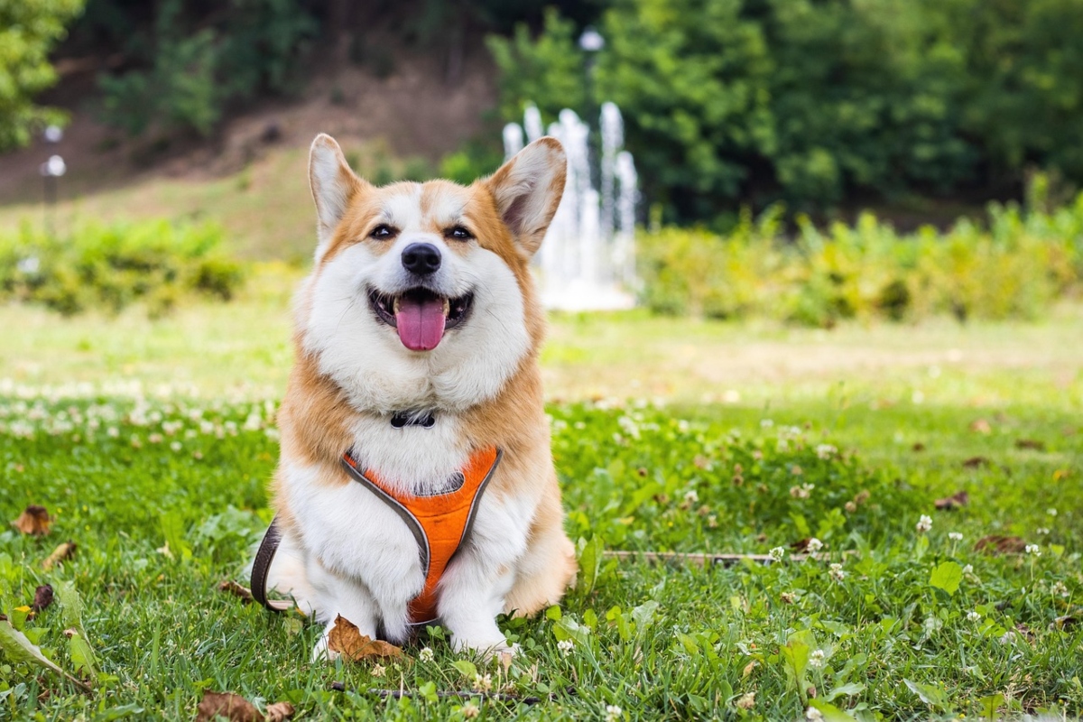 Pembroke Welsh Corgi showing cheerful joy with lively movement and bright expression.