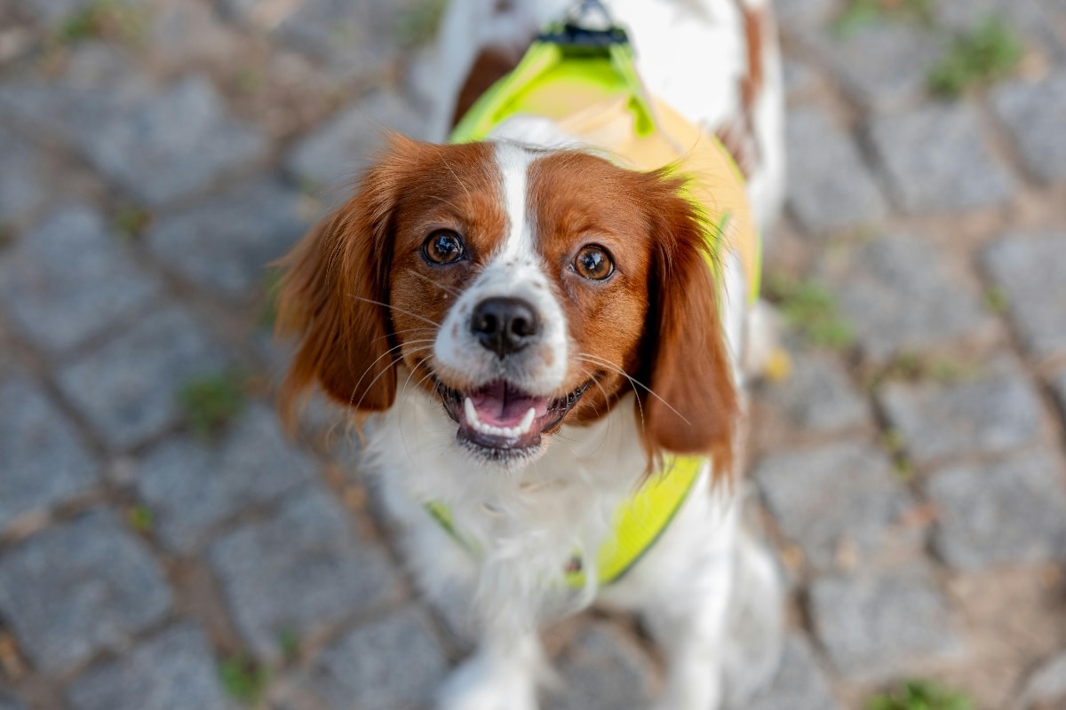 Cavalier King Charles Spaniel radiating gentle joy through calm, affectionate expression.