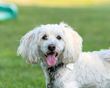 pexels jay brand 1763356224 33151962 350x280 1