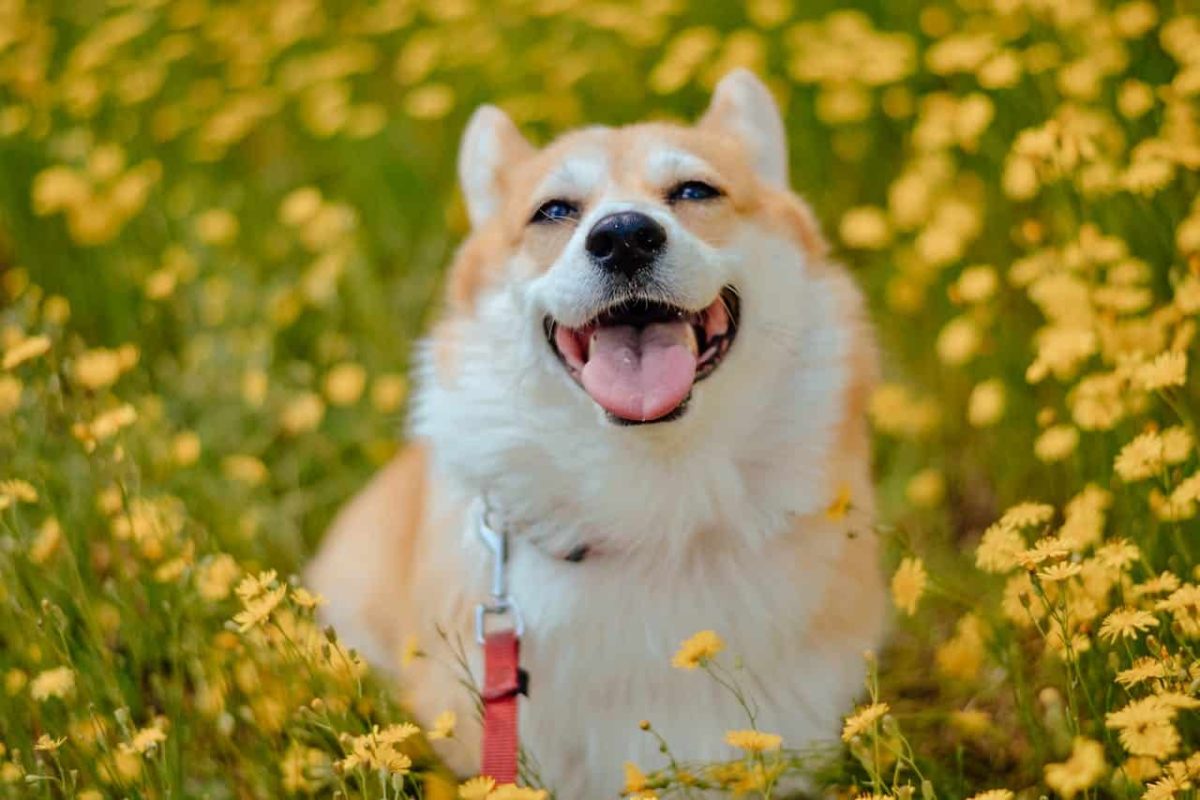 A happy dog showing full body excitement, capturing warmth, joy, and emotional connection.