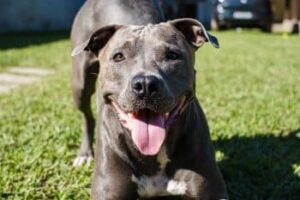 pit bull dog playing garden house running catching ball sunny day 1 350x233 1