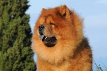 portait chow chow dog 2 1 350x232 1