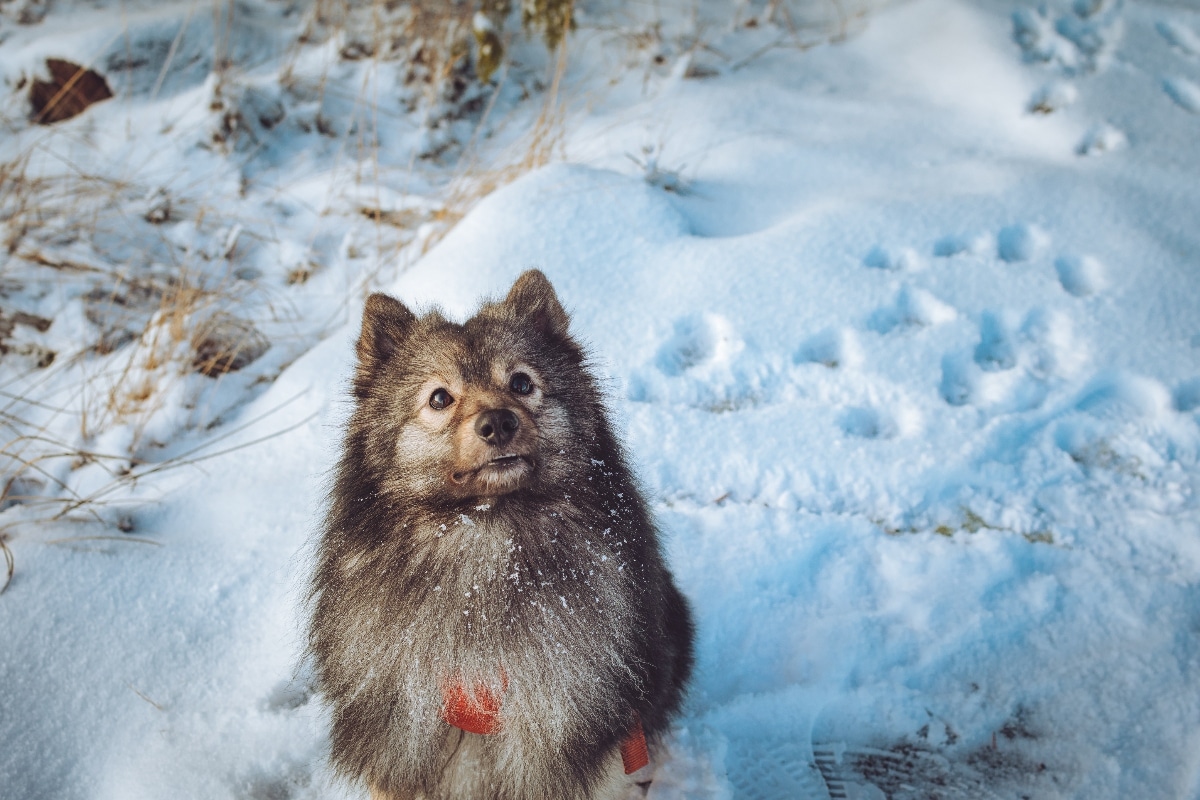 Keeshond shows lively friendliness and fluffy comfort in cold surroundings.