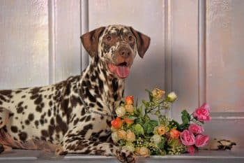 Ultimate Dalmatian Puppy Shopping List: Checklist of 23 Must-Have Items 4 portrait dog 10 1 1 350x233 1