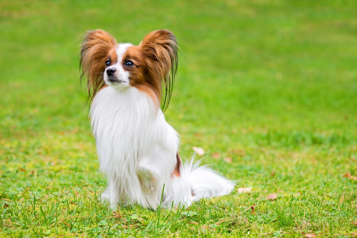 Flea & Tick Prevention for Papillons: A Safe & Effective 4 Step Plan 4 portrait dog field 36 1
