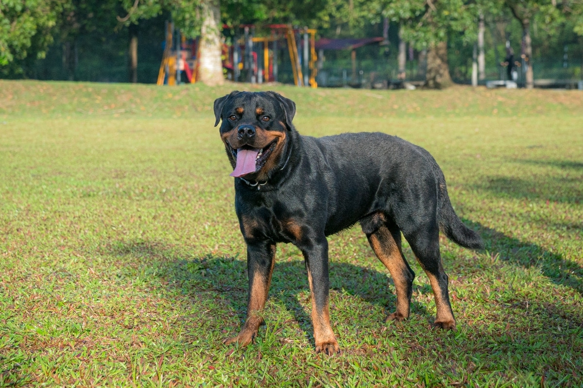 Rottweiler showing quiet confidence with a strong and steady stance.
