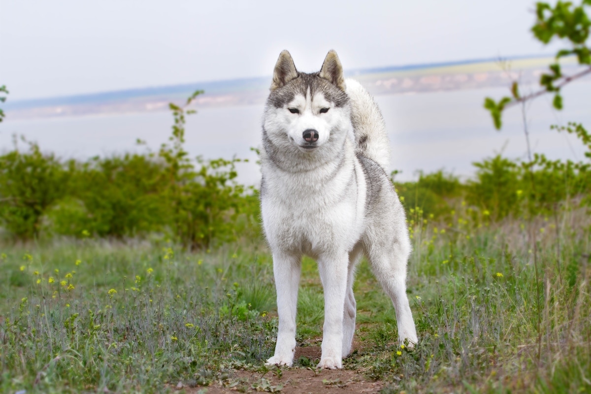 Siberian Husky displaying lively self-assurance and bright, spirited posture.