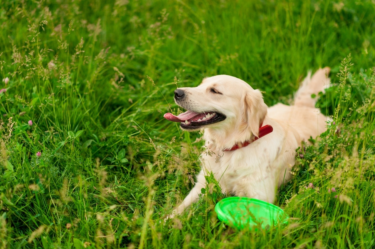 Golden Retriever showing calm curiosity while engaging in a mental challenge.