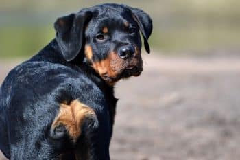 resized rottweiler 7575692 1280 350x233 1
