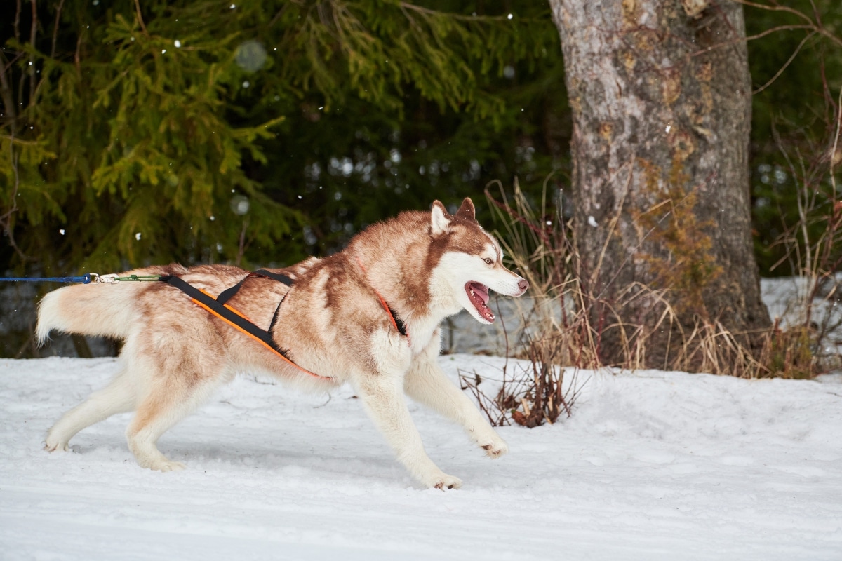Siberian Husky running joyfully, showing stamina, strength, and playful energy.