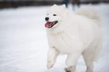 samoyed white dog is running snow outside winter scenery 2 1 350x234 1