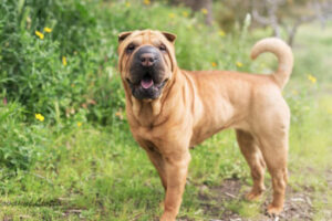 shar pei 2 350x233 1