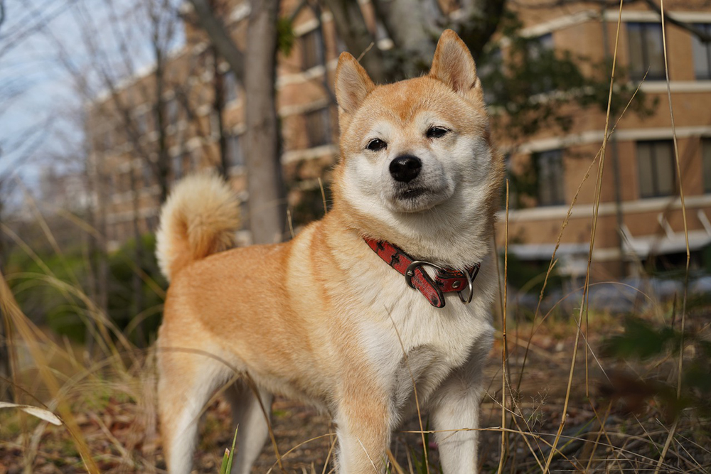 shiba inu 2